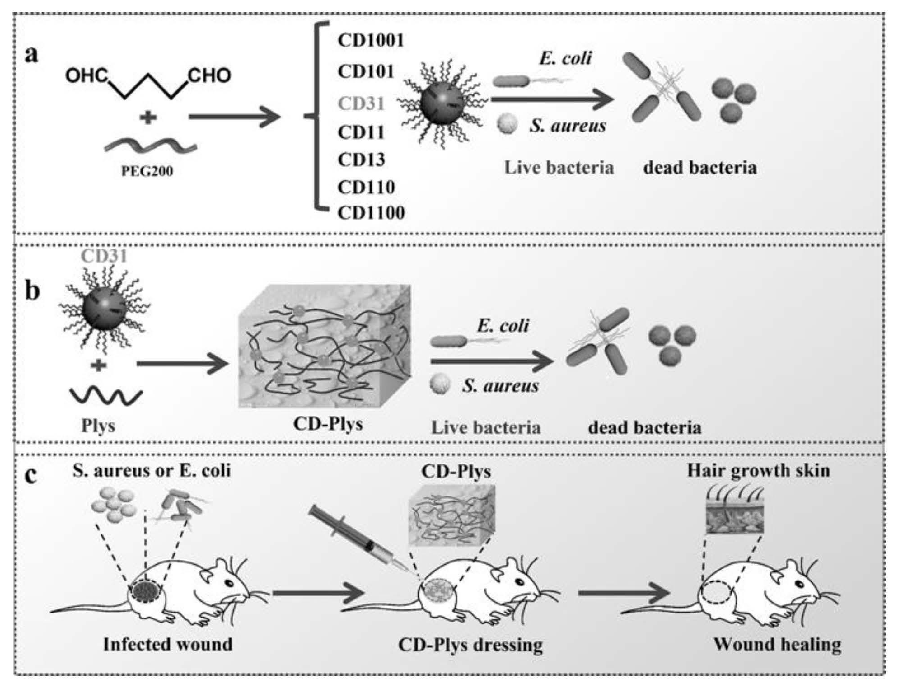 碳納米點、可注射碳納米點-ε-聚賴氨酸水凝膠及其制備方法與應(yīng)用