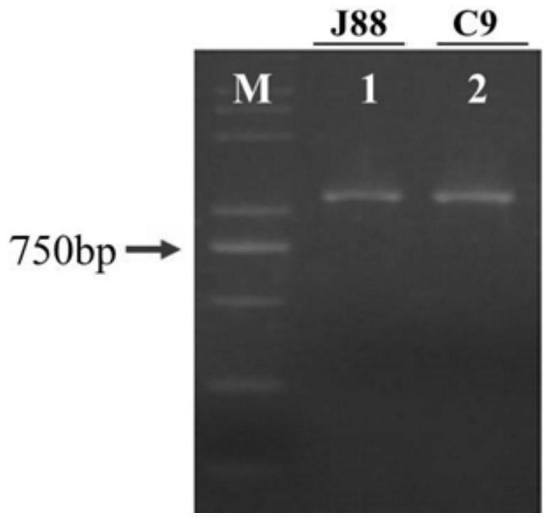 水稻OsIDEF1基因強(qiáng)抗逆基因型分子標(biāo)記及其應(yīng)用