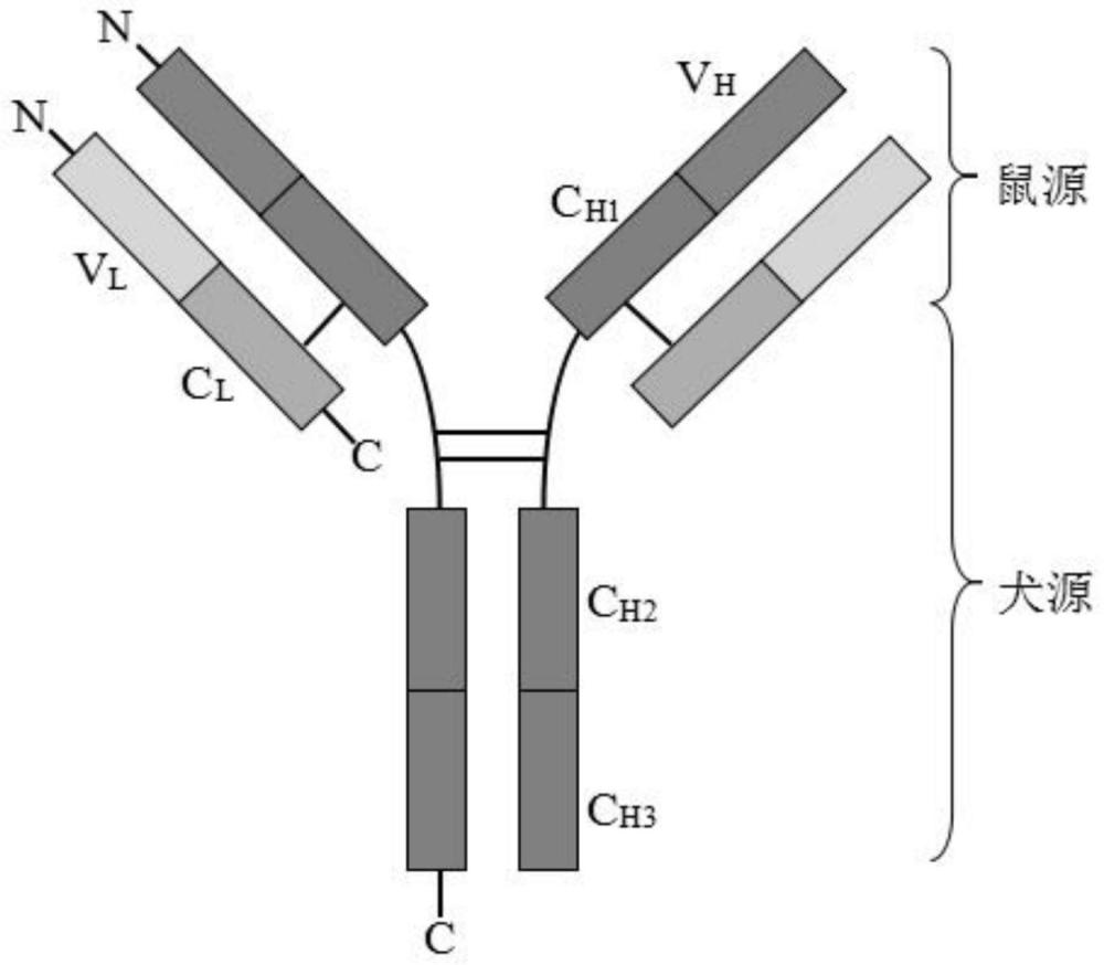 一種抗犬細小病毒的基因工程抗體及其應(yīng)用